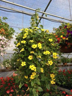 Thunbergia basket