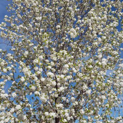 Springtime in Lafayette, Colorado