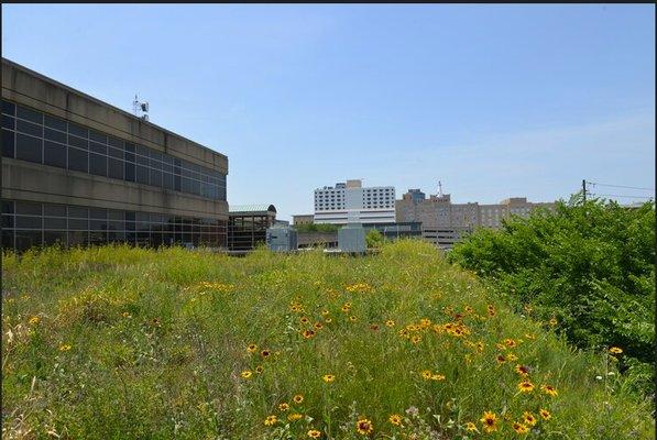 WFYI building in Indianapolis, green roof maintenance