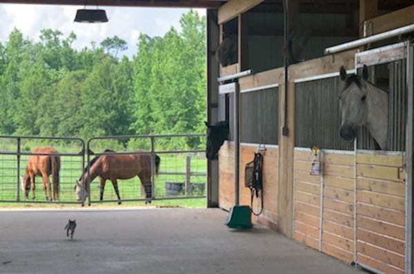 Stables