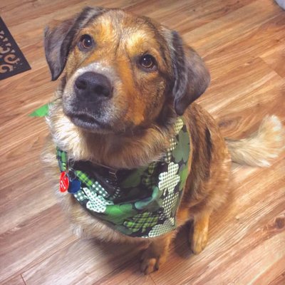 Apache all freshly brushed out with his gorgeous new bandana after his grooming at Classy Clip!