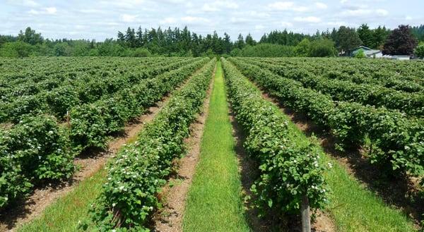 Katata Blackberry field