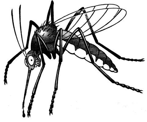 Mosquitos "bugging" you, we can help...