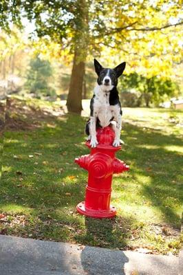 Sit Means Sit Dog Training Tampa