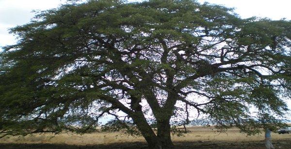 Specimen Oak we unlaced to allow wind to blow through the tree