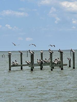 Pelicans in Mobile Bay