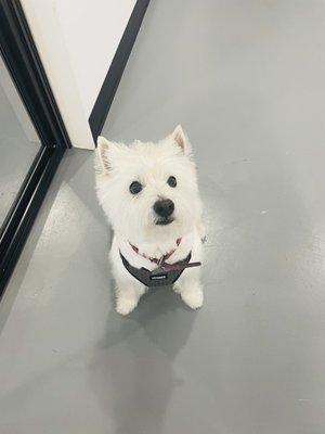 Westie standard cut