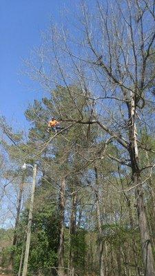 Dead Tree Removal Columbia SC