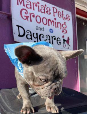 María's Pet Grooming and Daycare