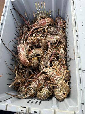 Spiny Lobsters