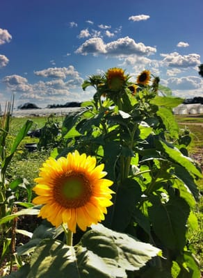 A happy sunflower next to the barn