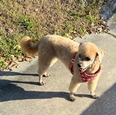 Zepplin fresh from a haircut at Pupperotzi