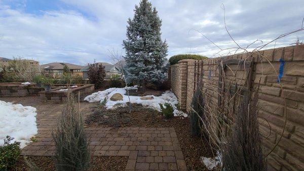 Backyard landscaping, 3 skyrockets, Oklahoma Redbud, 12 photinias for privacy wall, and 3 rosemary