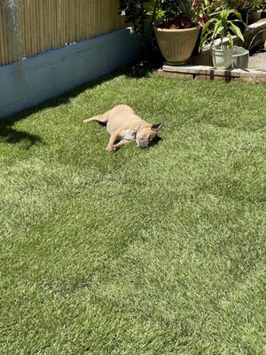 New turf installed and being enjoyed by our dog!