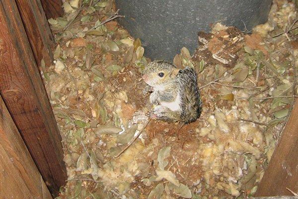 Squirrel in an attic, has made itself right at home.