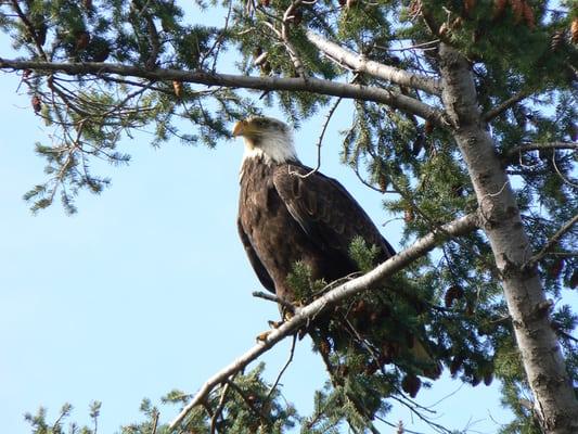 Bald Eagle resting