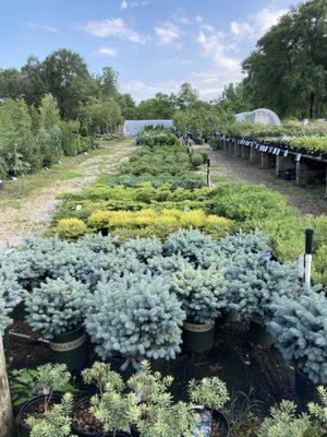 We have a great selection of trees, shrubs, perennials, annuals, bulbs, houseplants, and garden gifts and decor!