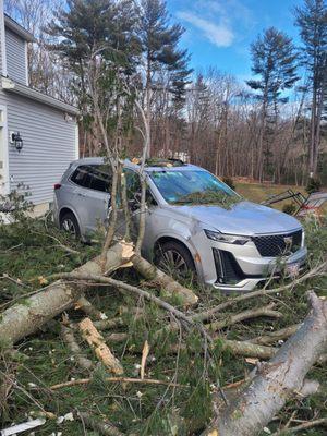 Inspect tree around your house Don't let this happen