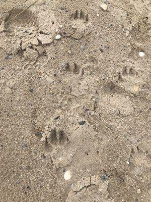 Clearly some people have decided that the rules do t apply to them or their dogs. No dogs allowed on the dunes or on the beach.