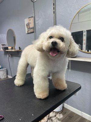 @teddybear @doggrooming @dodgecity