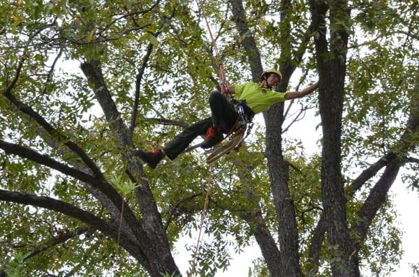 John, one of our senior climbers, working in some beautiful central Austin trees.