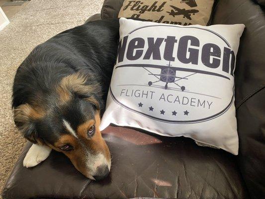 Our mascot Maximus hanging out with his favorite pillow