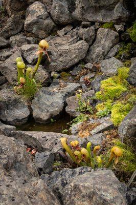 Rock Garden