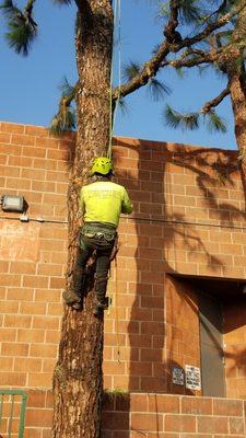 Pine trimming