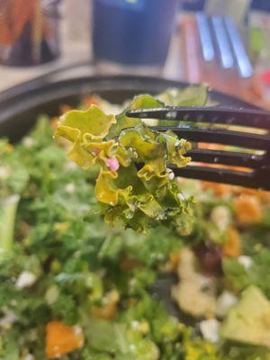 Old yellowing kale.