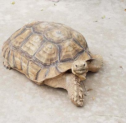 Taking a turtle for a walk takes a long time.