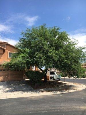 Before Photo of Overgrown Mesquite Tree