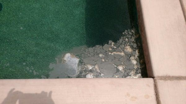 More scummy slimy water that our pool guy ignored.