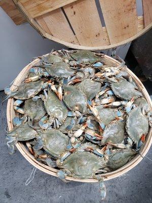 Fresh crabs