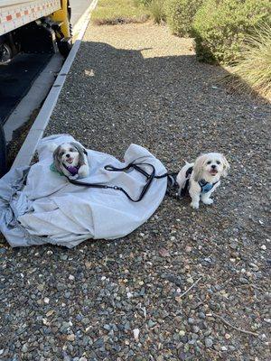 My pups hanging out while my truck gets washed. Misha (black and white) and Gordy.