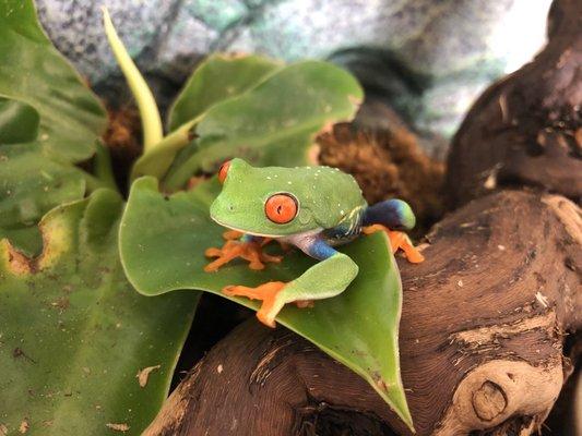 Red-Eyed Tree Frog