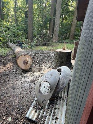 Large hickory tree taken down with precision (the trunk was touching the back of the garage).