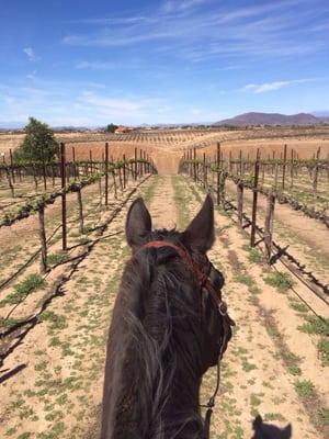 Horseback ride