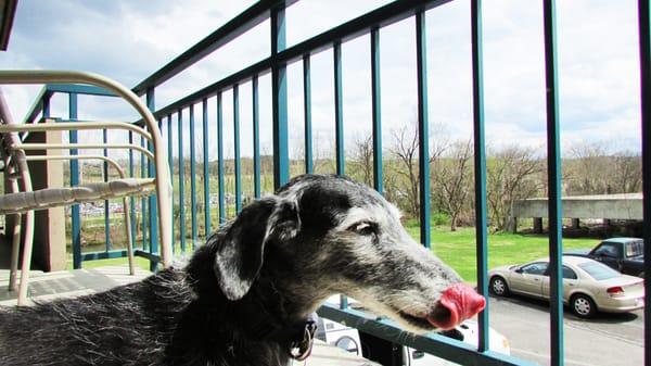 Dog "Rosie" staying in dog friendly room at Arbors Hotel in Pigeon Forge