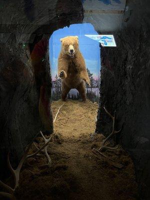 Taxidermy bear