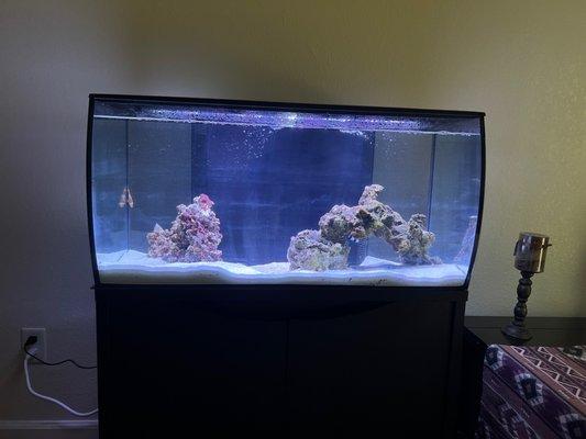 Salt water tank