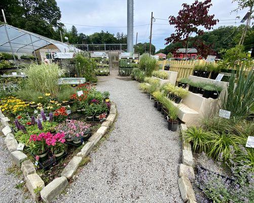 Coneflowers, grasses, climbers, etc.