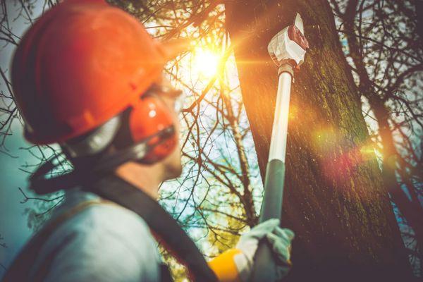 Kenneth Nobles Tree Services