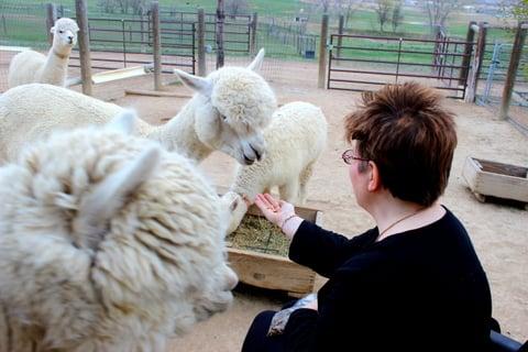 Feeding the Babies.