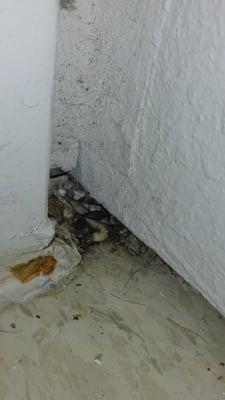 Mold and maggots in the pantry where food goes on move in day