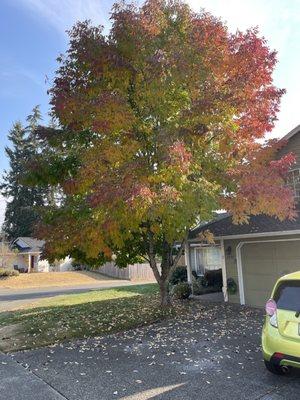 The tree before removal.