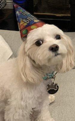 Therapy dog Preston celebrates turning 3 years old.