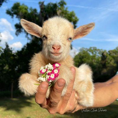 Dwarf Goats