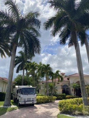 Palm Tree Trimming using our new Bucket Lift Truck.