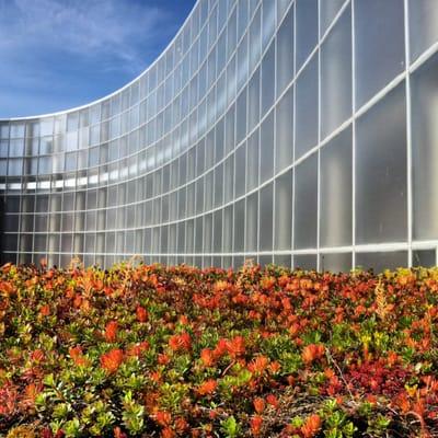 Green Roof - plants growing on the roof help reduce rainwater runoff and reduce building heating and cooling costs