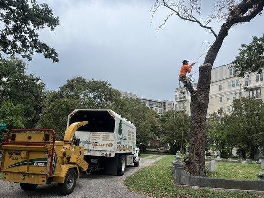 Tree removal